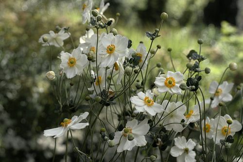 Autumn anemone white