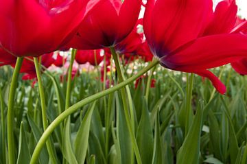 Tulips by Michael Roubos
