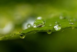 Natural water pearl by SchumacherFotografie