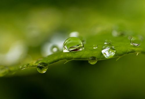 Perle d'eau naturelle sur SchumacherFotografie