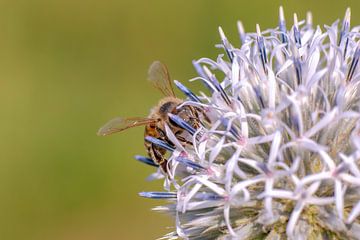 Bee sitting on the flower of globe thistle by Mario Plechaty Photography