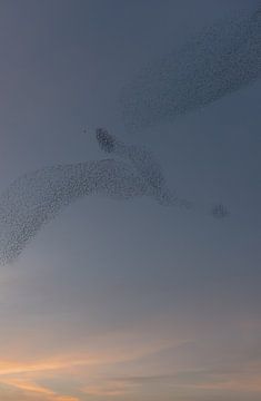 Acrobatische vliegshow spreeuwen van Moetwil en van Dijk - Fotografie