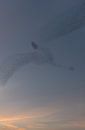 Dancing Starlings by Moetwil en van Dijk - Fotografie thumbnail
