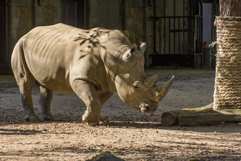 Rhinozeros von didier de borle
