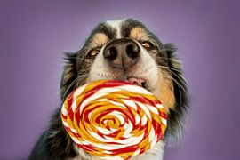Funny Australian Shepherd dog with lolli on purple background by Annabell Gsödl
