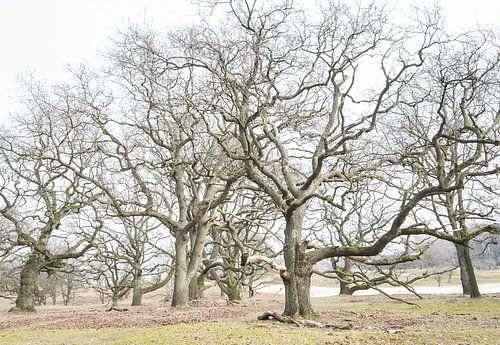 Amsterdamse Waterleidingduinen