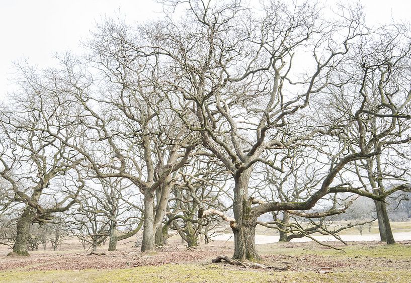 Amsterdamse Waterleidingduinen by Marian Smeets