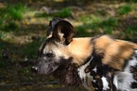 A staring wild dog in Gaia Zoo Kerkrade
