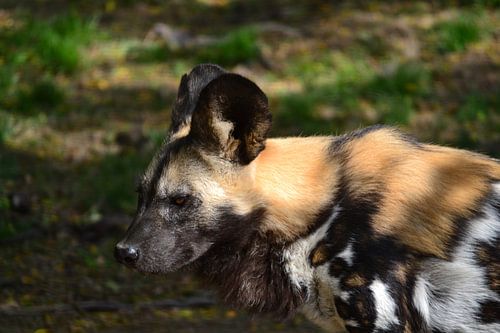 Een starende wilde hond in Gaia Zoo Kerkrade