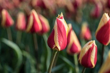 Zweifarbige Tulpen von Egon Zitter