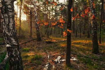 zonnige ochtend in het bos van Mykhailo Sherman
