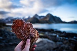 Frosty leaf by Fenne Hulshof
