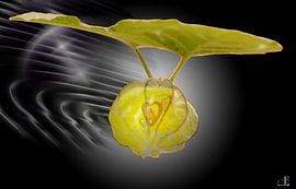 Physalis mit Herz by Dieter Ettingshaus