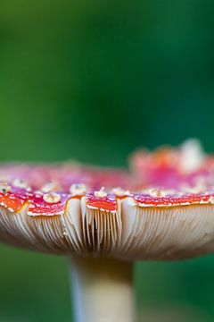 Agaric tue-mouches sur Evelyne Renske