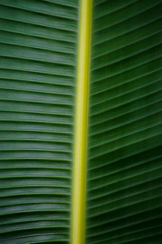 Balance in green by Niek Traas