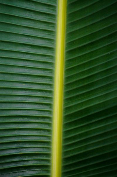 Balance in green by Niek Traas