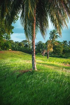 Vredige palm van Ardjoen Mangre