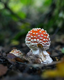Fliegenpilz im Amsterdamer Wald
