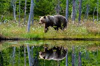 Bruine beer met reflectie