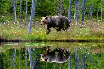 Ours brun avec réflexion sur Merijn Loch
