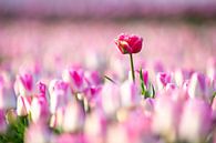 Verlorene Tulpe von Dennis Janssen Miniaturansicht