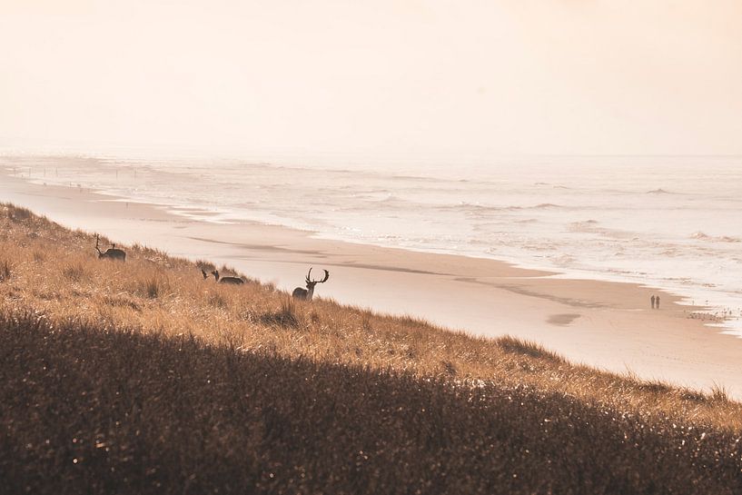 Dünen und Strand von Teun de Leede
