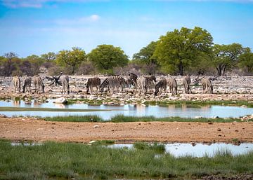 Zebras an den Wasserstellen von Etosha von Willemijn Wolthaus