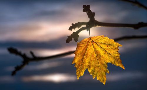 Herfstblad - Gouden afscheid