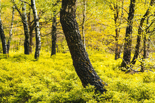 Birkenhain im Frühlingsgrün des Reinhardswaldes