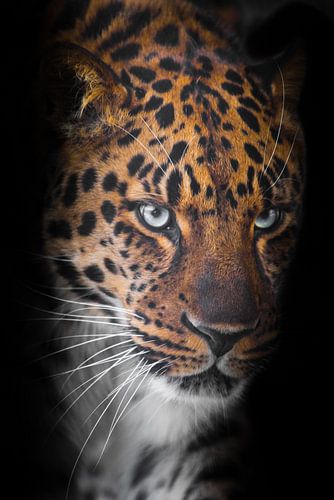 Snuit met heldere ogen is groot, rode vacht in de nachtelijke duisternis is verticaal georiënteerd i