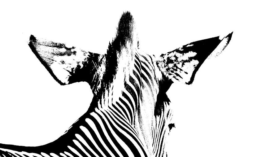 Zebra head from behind by Werner Lehmann