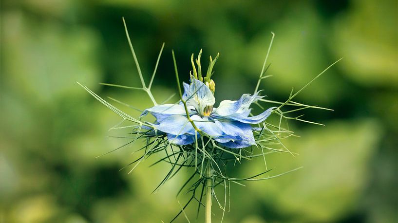 Miss-im-Grünen von Saranda in t Veld Fotografie