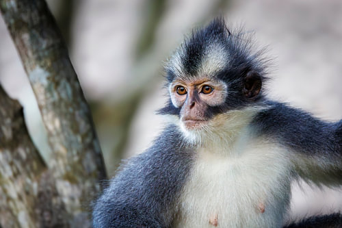 Thomas-Langur oder Thomas-Blattaffe