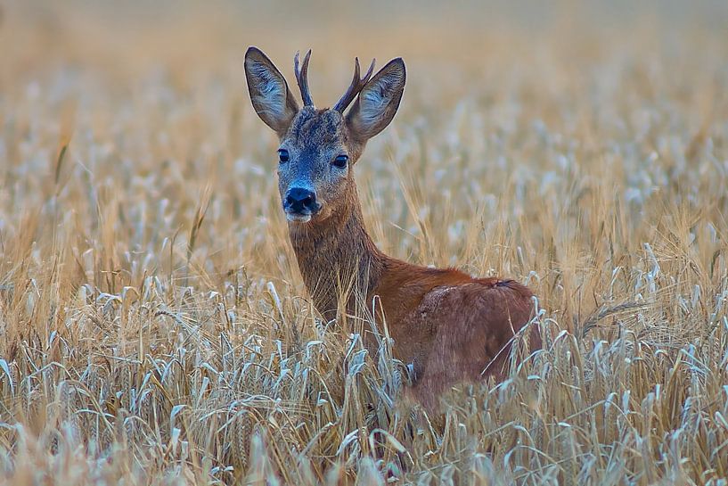 Junger Reh Bock steht an einem Sommer Morgen in einem reifen Feld mit Weizen von Mario Plechaty Photography