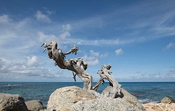 Woman tree Aruba
