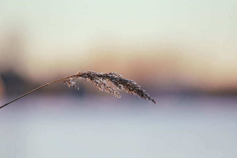 Reed plume near the Abcoudermeer by thomaswphotography