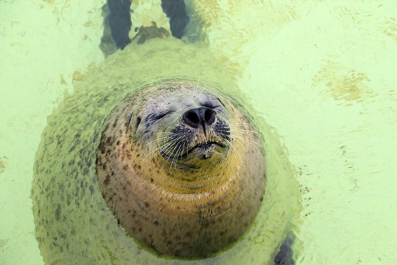 Seal by Christel Smits