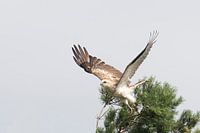 Short-toed eagle