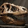 Gefossiliseerde schedel van T-Rex van Matthias Spartz