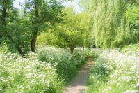 An idyllic spot (Beautiful piece of nature with Queen Anne's Lace among the trees)