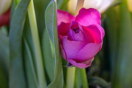 Spring fever by Photoart-Naegele