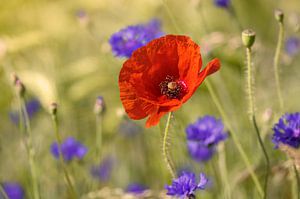 Coquelicots dans le champ de fleurs