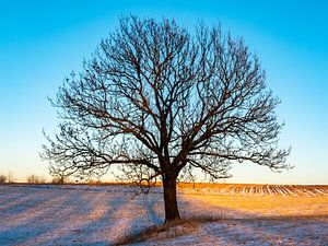 Landschap met boom en sneeuw van Animaflora PicsStock