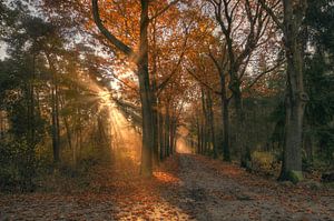 Landschap - Zonsopkomst von Angelique Brunas