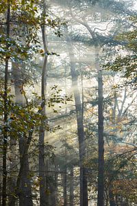 Lever de soleil brumeux dans la forêt de Zeister à Zeist ! sur Peter Haastrecht, van