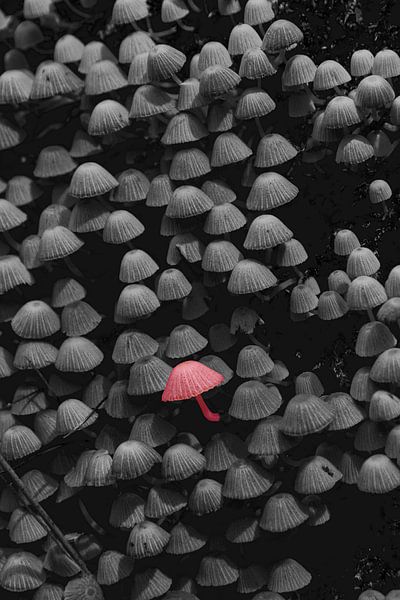 Der Einzelgänger in der Gruppe von www.narro-imago.nl