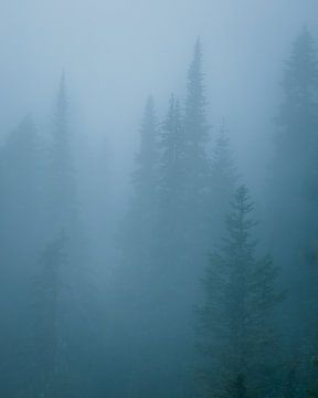 bomen in de mist van Joey Van Hengel