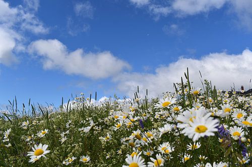 Een veld met wilde bloemen