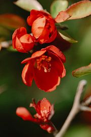 Blume von Myrthe Vlasveld