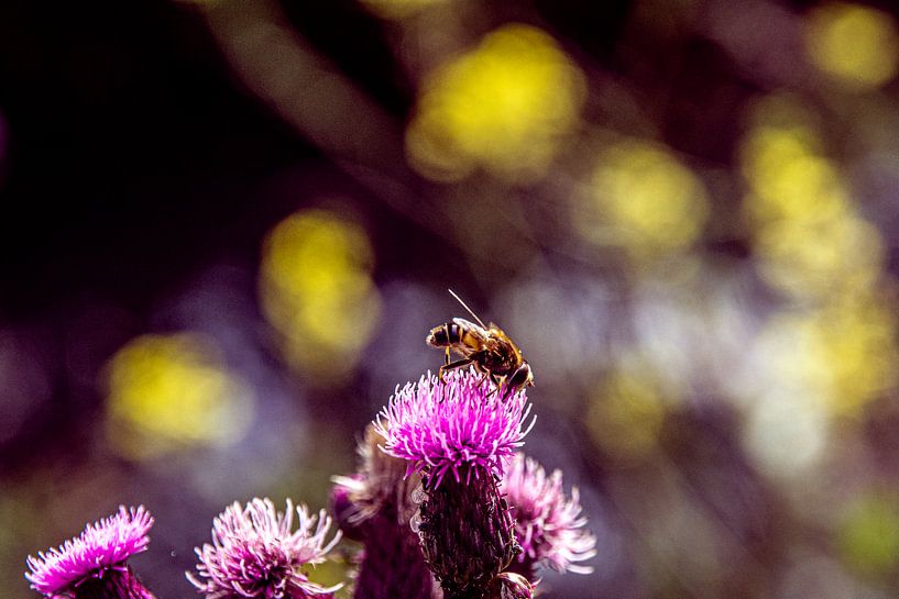 By thistle by Michael van Eijk
